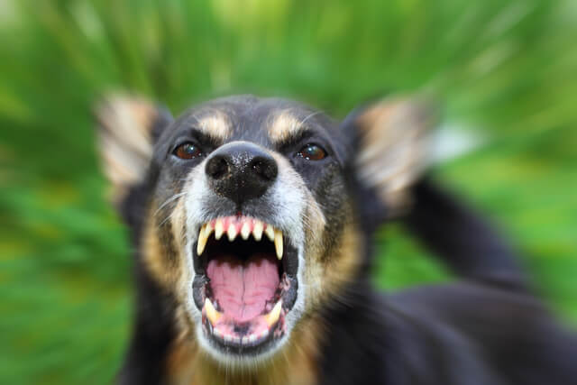 What Does Strict Liability Mean in California Dog Bite Cases?